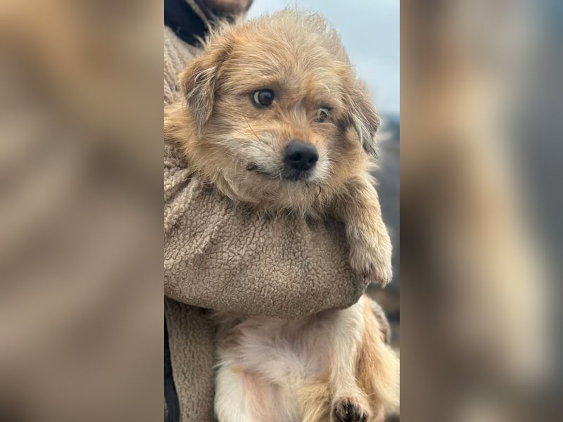 Strolchi - Rüde - ca. 30 cm