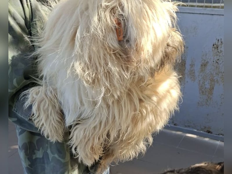Balu - Rüde - geb. 01/2021 - 40 cm
