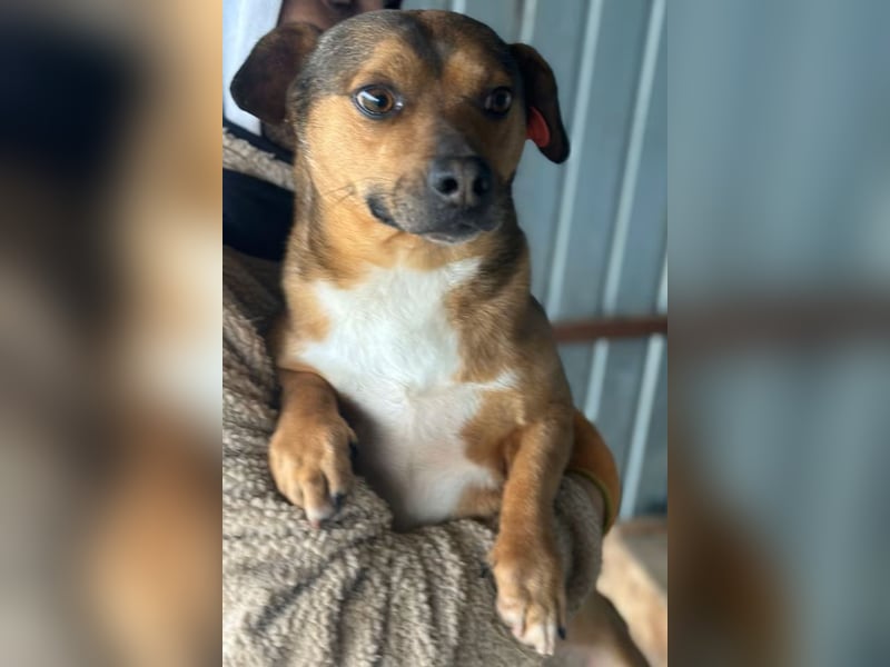 Kalle - Rüde - geb. 08/2021