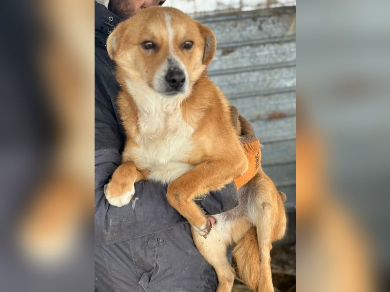 Flip - Rüde - geb. ca. 2022