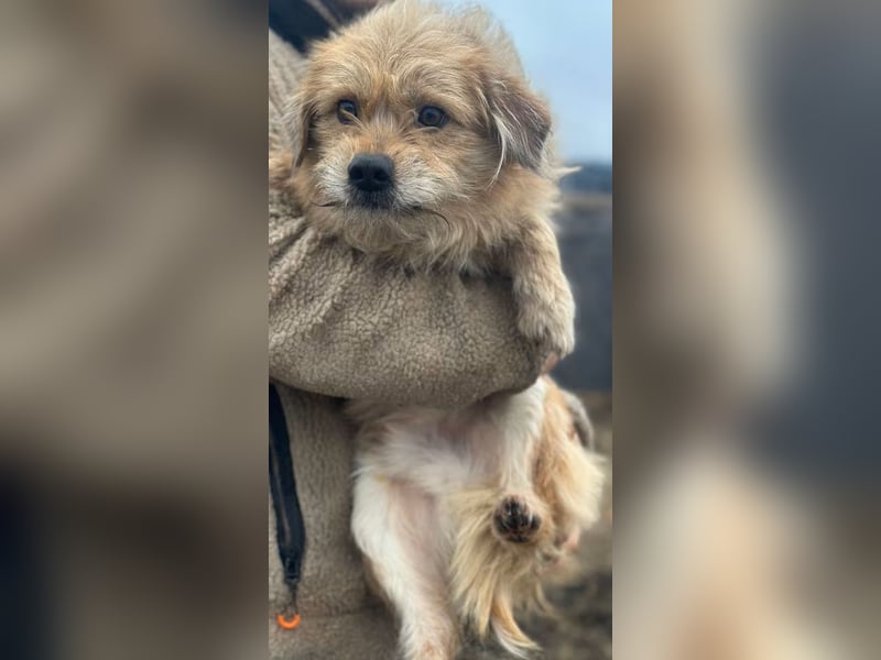 Strolchi - Rüde - ca. 30 cm