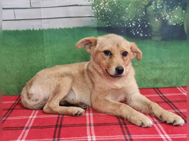 Ilinca - Hündin - geb. 06/2026 - 38 cm