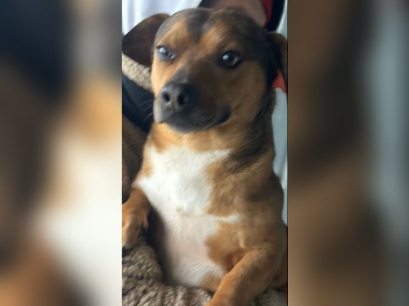 Kalle - Rüde - geb. 08/2021