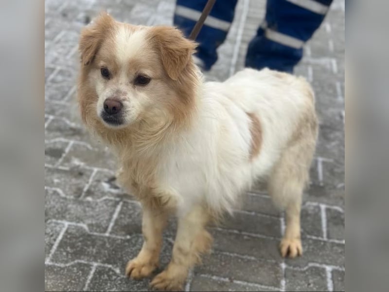 Lio - Rüde - geb. 01/2020