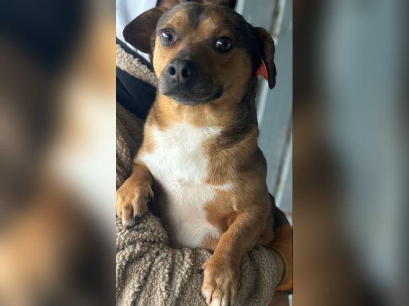 Kalle - Rüde - geb. 08/2021