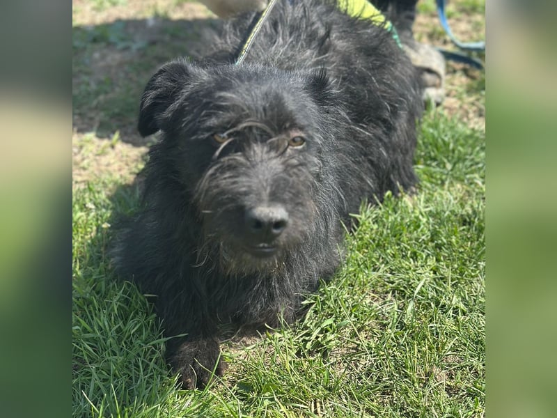 Bobby - Rüde - geb. 01/2022 - 35 cm