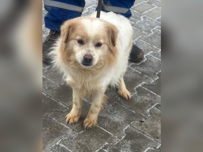 Lio - Rüde - geb. 01/2020