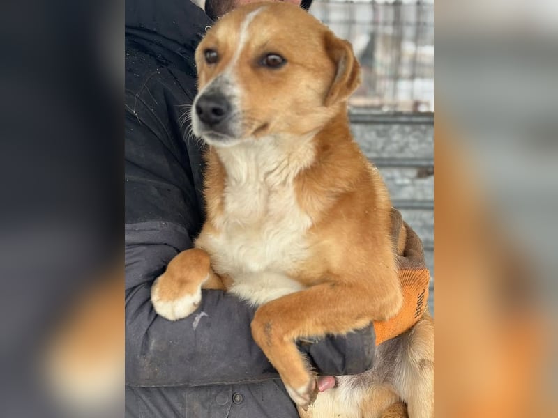 Flip - Rüde - geb. ca. 2022