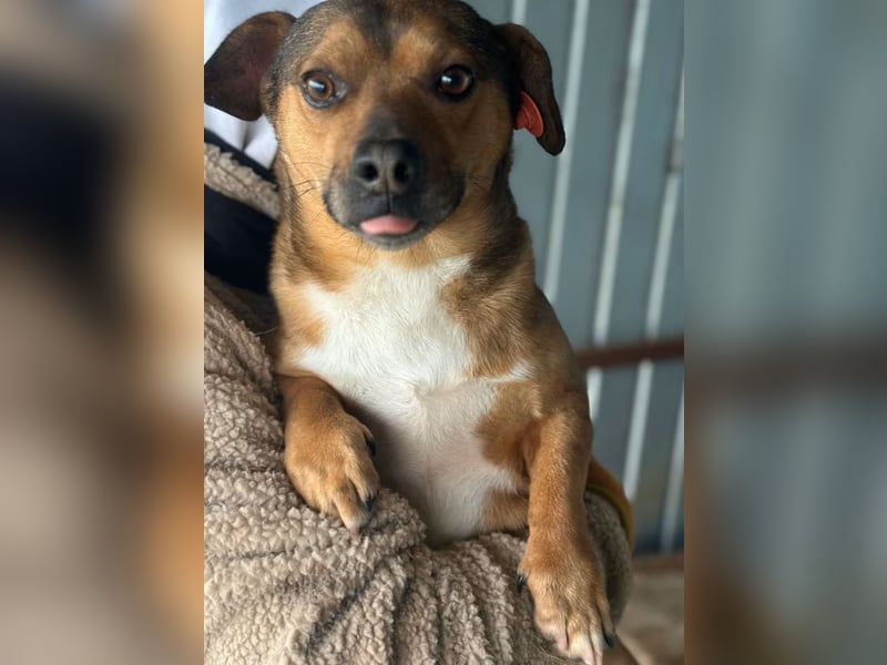 Kalle - Rüde - geb. 08/2021