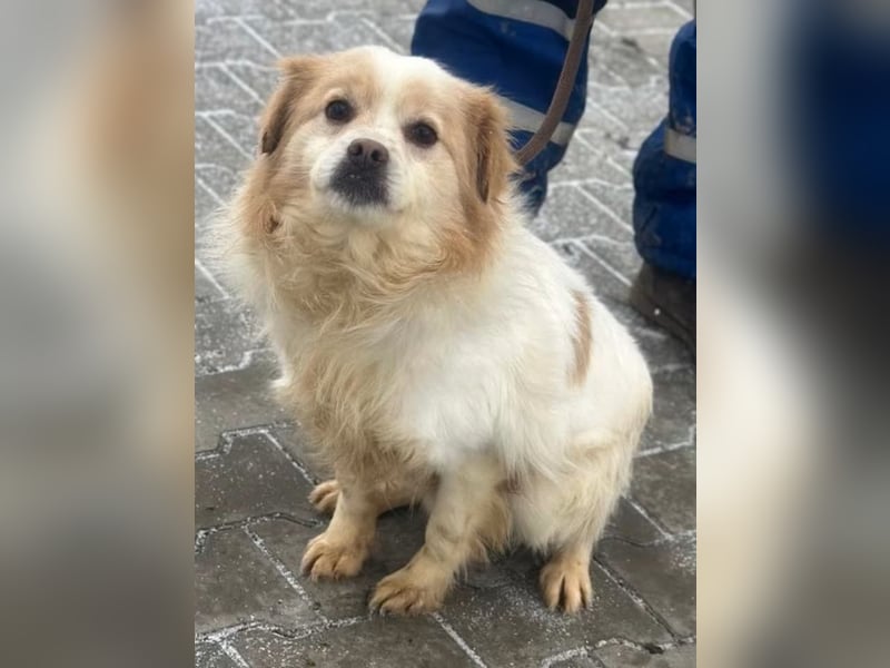 Lio - Rüde - geb. 01/2020