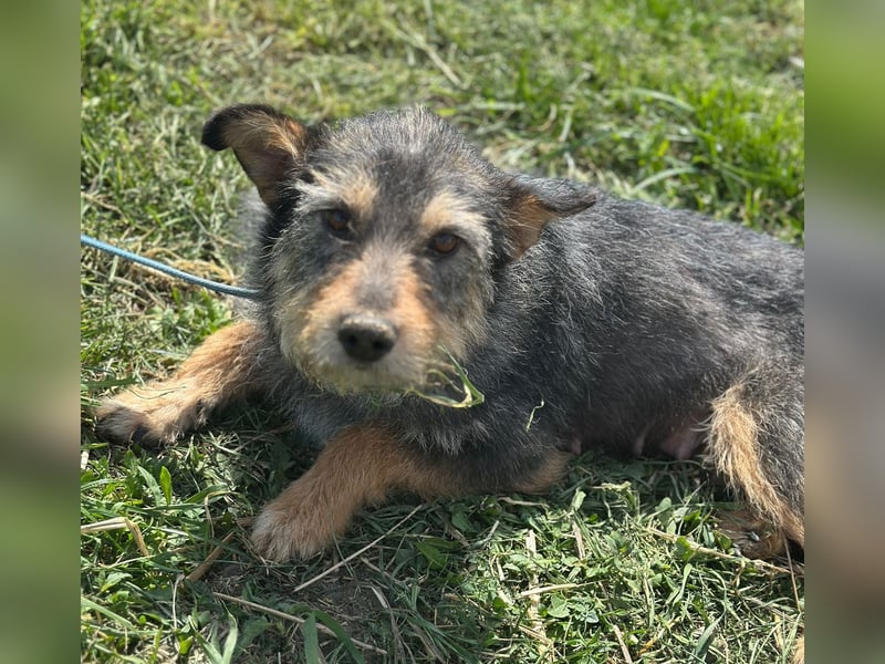 Josie - Hündin - geb. 03/2023 - 32 cm