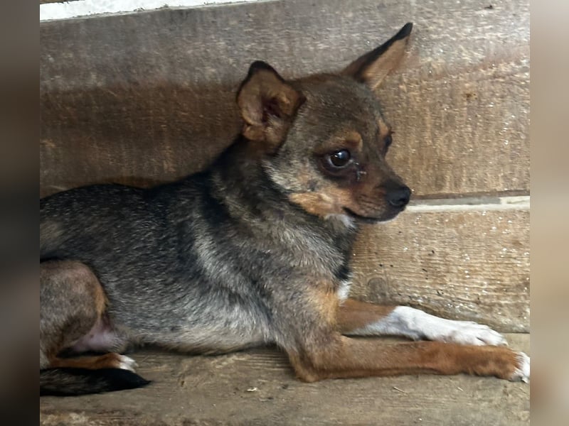 Peanut - Rüde - geb. 01/2024 - 33 cm