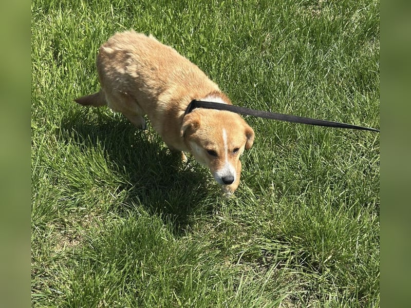 Flip - Rüde - geb. ca. 2022