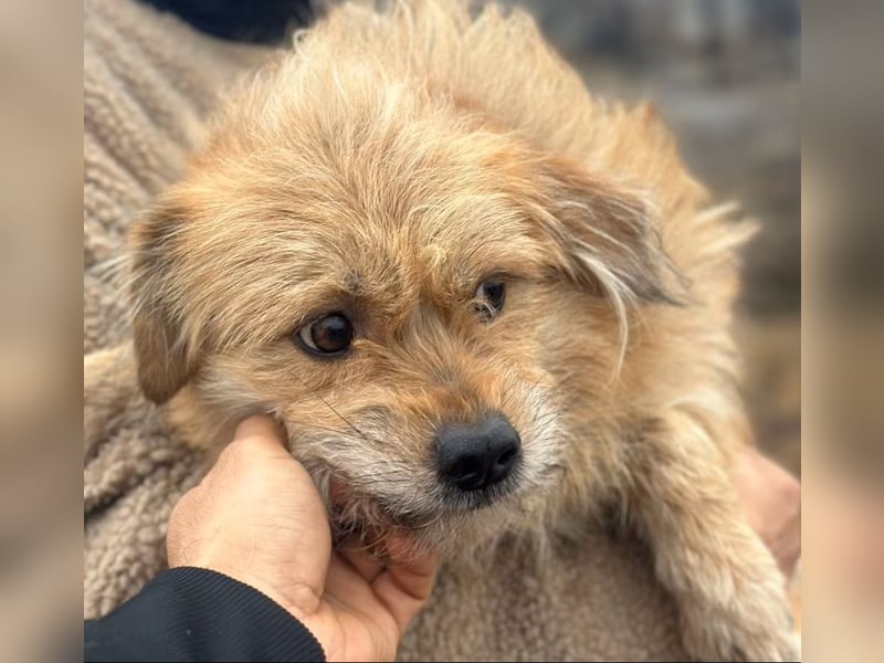 Strolchi - Rüde - ca. 30 cm