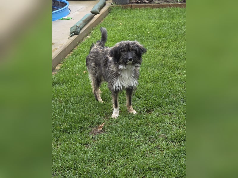 LILA ❤️ ein Engel, Pflegefamilie Kevelaer