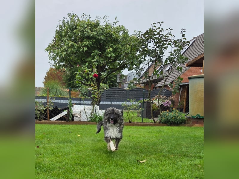 LILA ❤️ ein Engel, Pflegefamilie Kevelaer