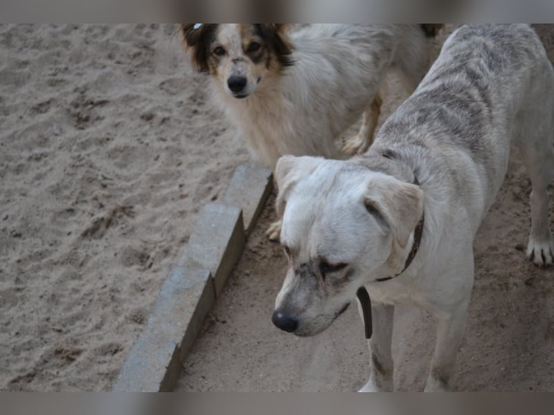 Die kleine Minna sucht ein liebevolles Zuhause