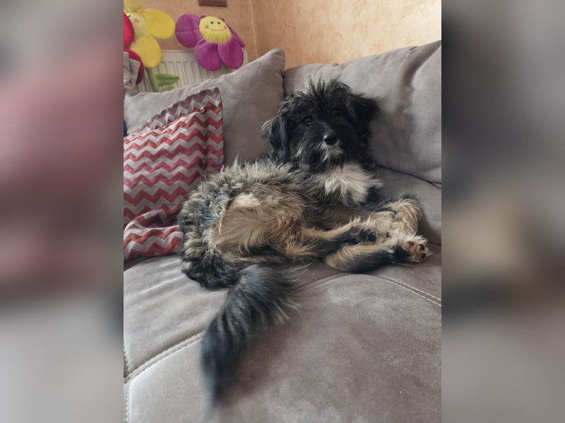 LILA ❤️ ein Engel, Pflegefamilie Kevelaer