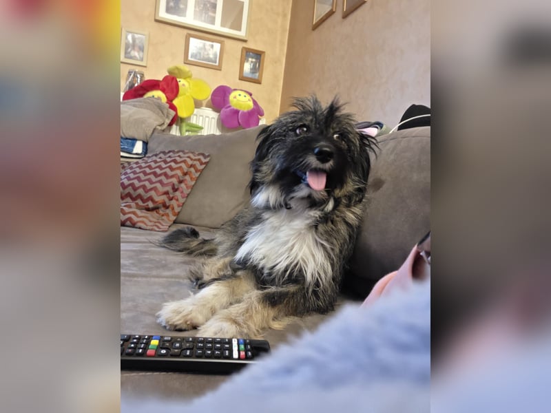 LILA ❤️ ein Engel, Pflegefamilie Kevelaer