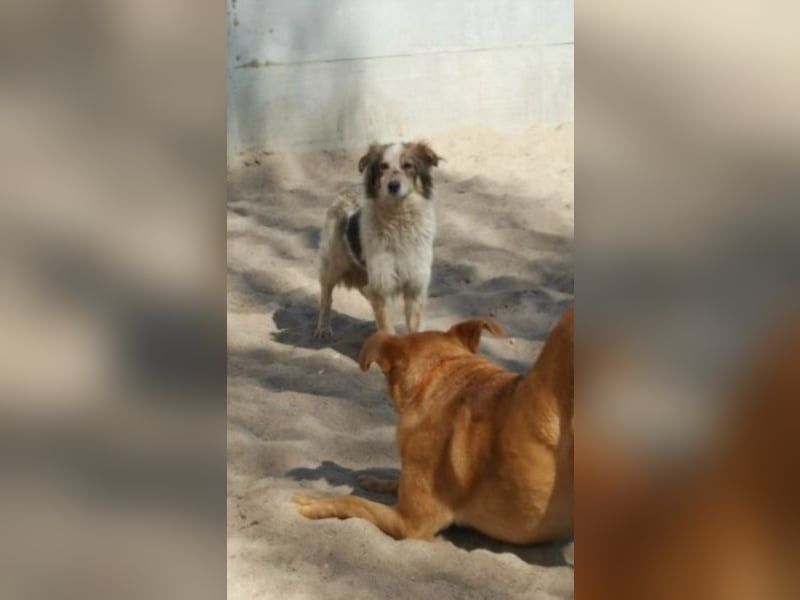 Die kleine Minna sucht ein liebevolles Zuhause