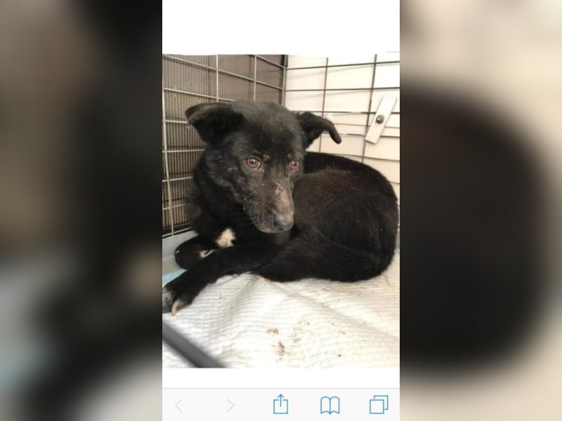 Lizzy - schüchtern, aber neugierig