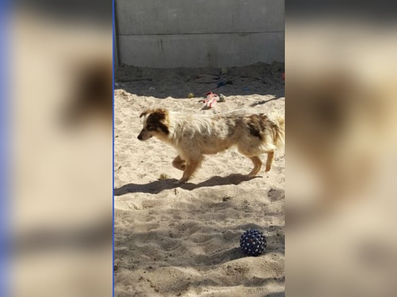 Die kleine Minna sucht ein liebevolles Zuhause