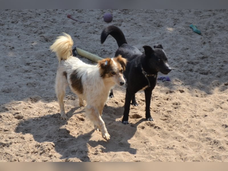 Lizzy - schüchtern, aber neugierig