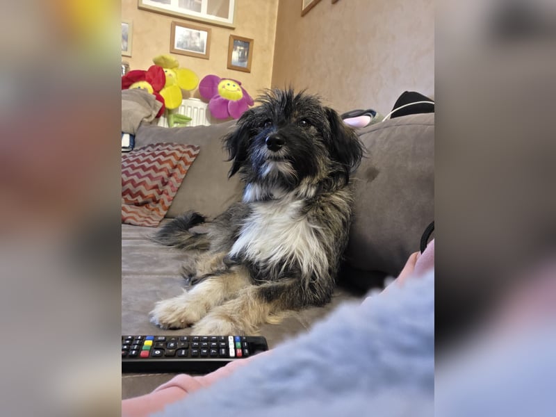 LILA ❤️ ein Engel, Pflegefamilie Kevelaer