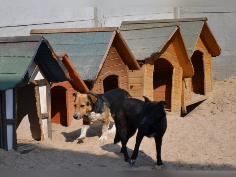 Lizzy - schüchtern, aber neugierig