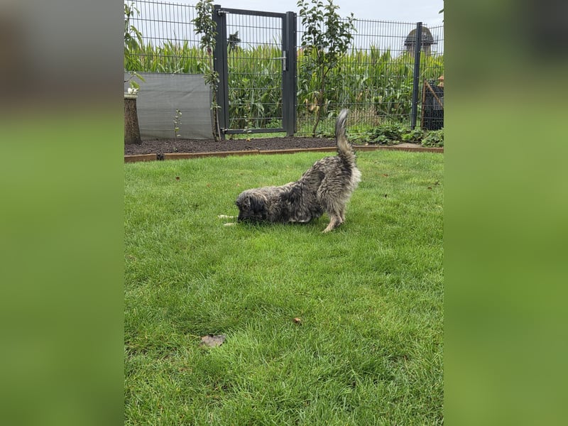 LILA ❤️ ein Engel, Pflegefamilie Kevelaer