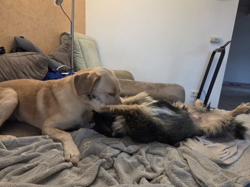 LILA ❤️ ein Engel, Pflegefamilie Kevelaer