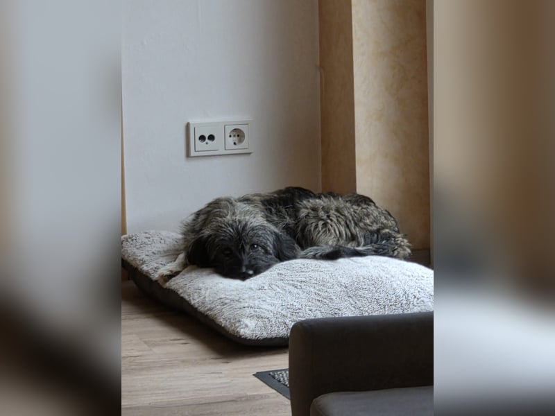 LILA ❤️ ein Engel, Pflegefamilie Kevelaer
