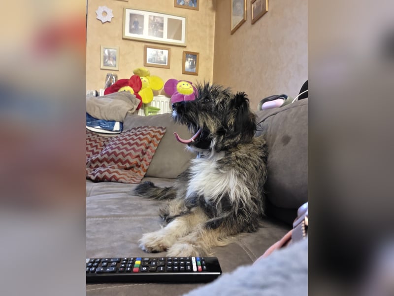LILA ❤️ ein Engel, Pflegefamilie Kevelaer