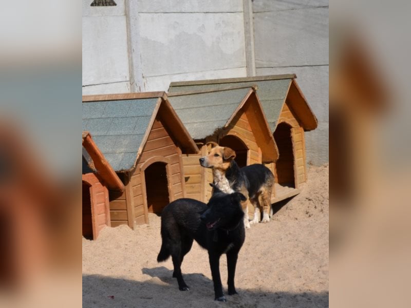 Lizzy - schüchtern, aber neugierig