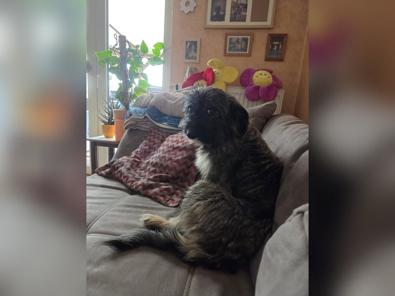 LILA ❤️ ein Engel, Pflegefamilie Kevelaer