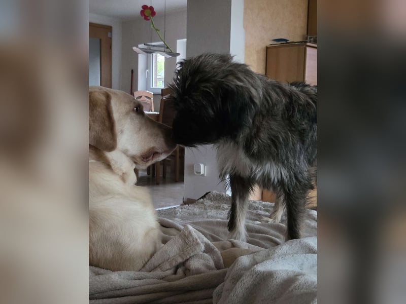 LILA ❤️ ein Engel, Pflegefamilie Kevelaer