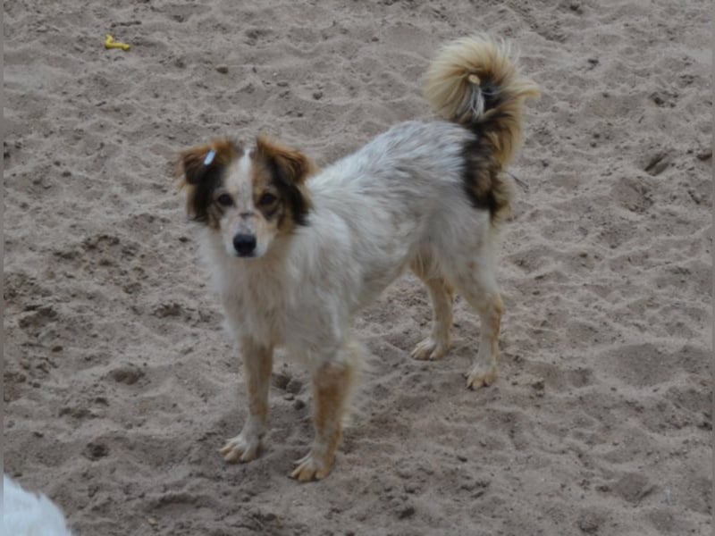 Die kleine Minna sucht ein liebevolles Zuhause