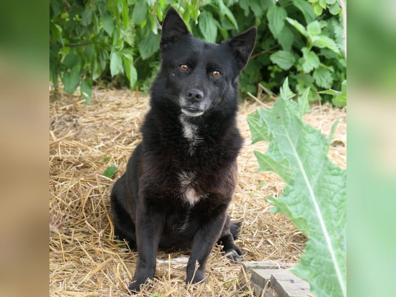 Ottilie zaghafte Maus sucht ihre Menschen