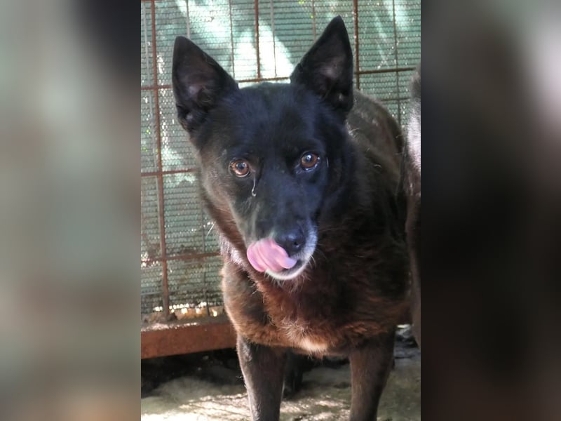 Ottilie zaghafte Maus sucht ihre Menschen