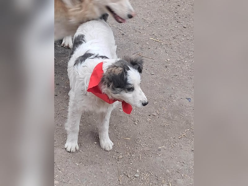 Ray, hübscher Jungspund sucht Bleibe