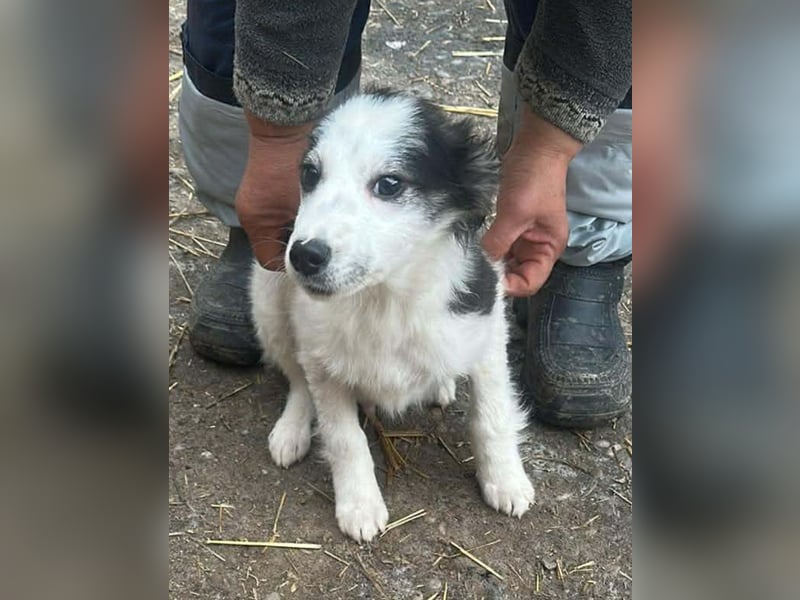 Ray, hübscher Jungspund sucht Bleibe