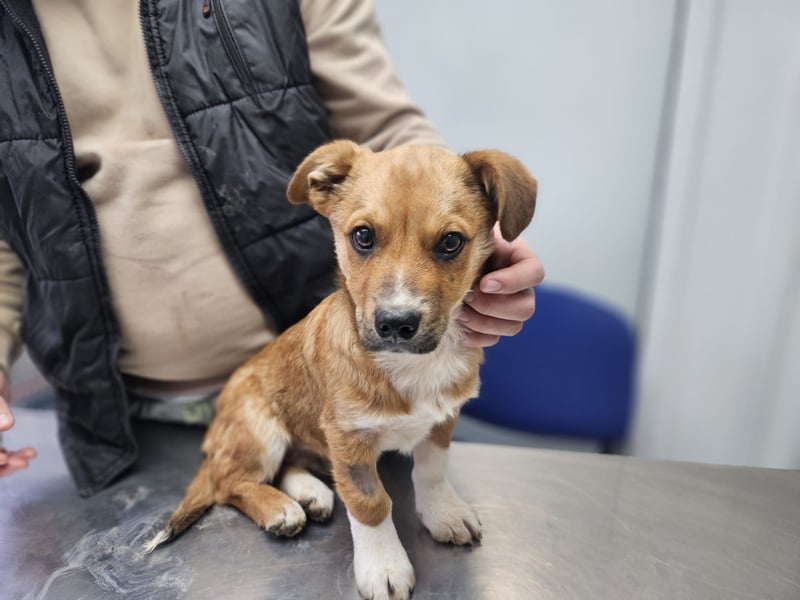 EGUN sucht ein Zuhause