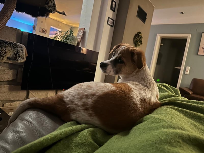 AADHI sucht ein Zuhause