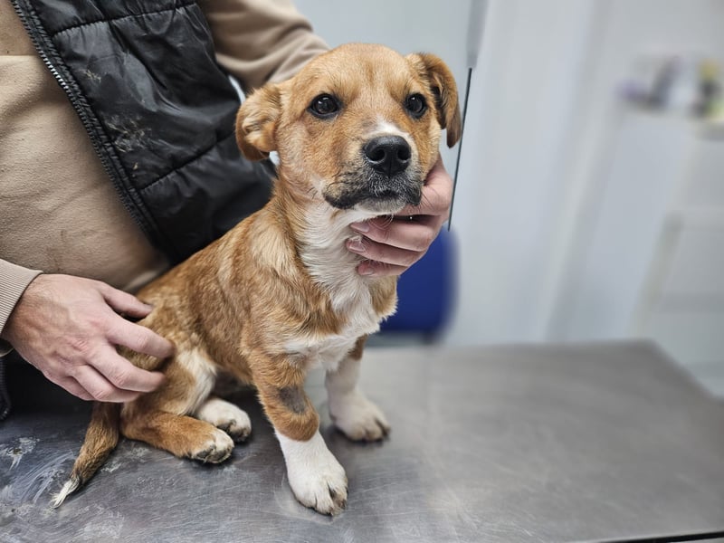 EGUN sucht ein Zuhause