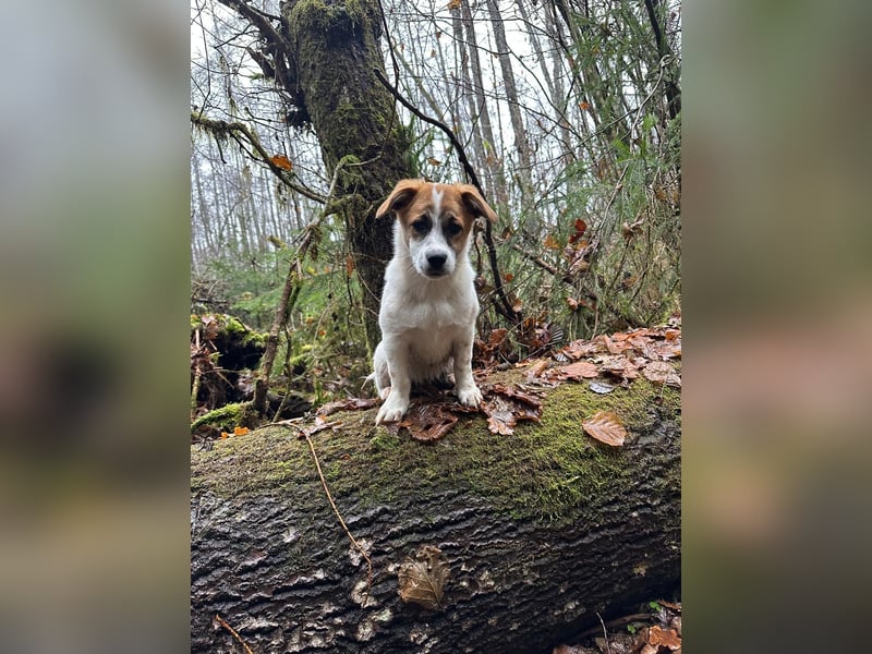 AADHI sucht ein Zuhause