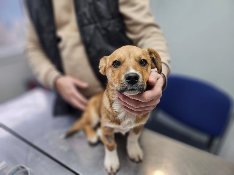 EGUN sucht ein Zuhause