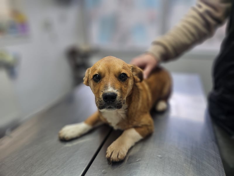 EGUN sucht ein Zuhause