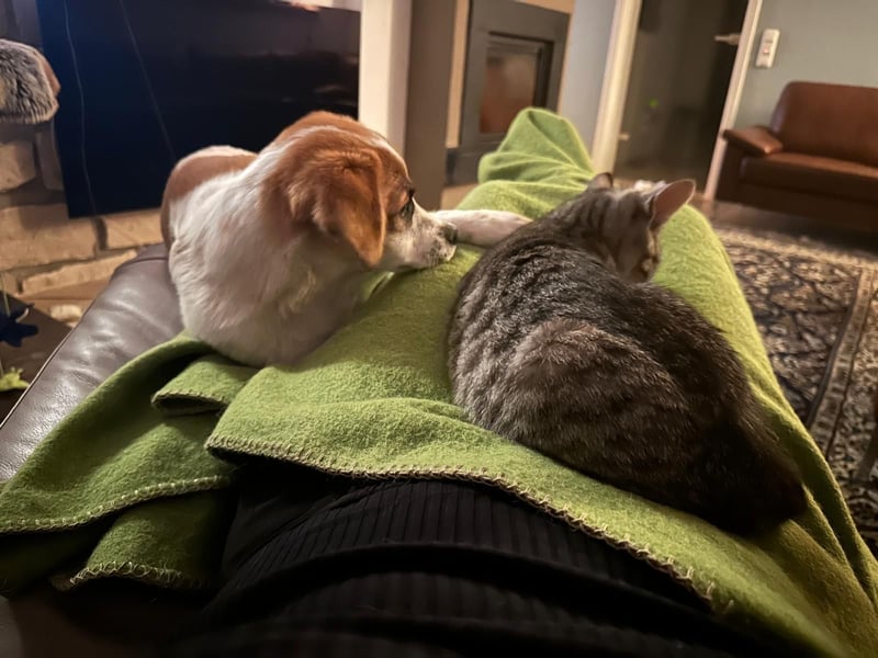 AADHI sucht ein Zuhause