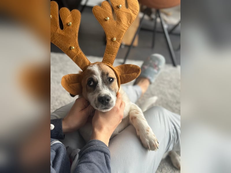 AADHI sucht ein Zuhause