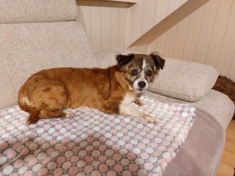 SOUL - zuckersüße Hundeomi sucht liebevollen Begleiter